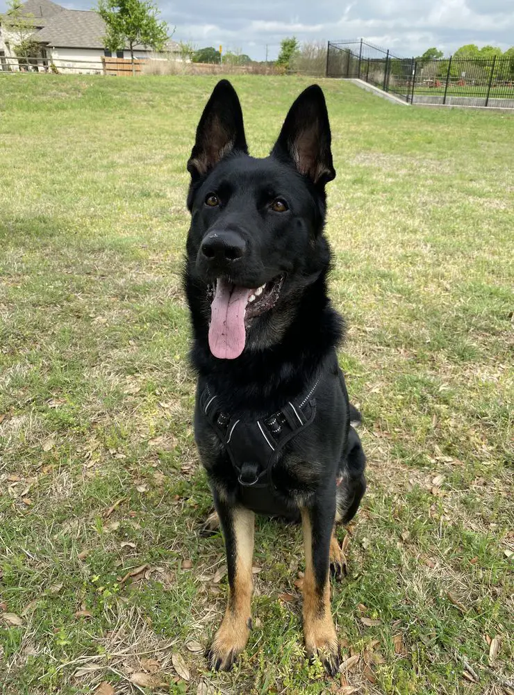 Kobe von Brodek