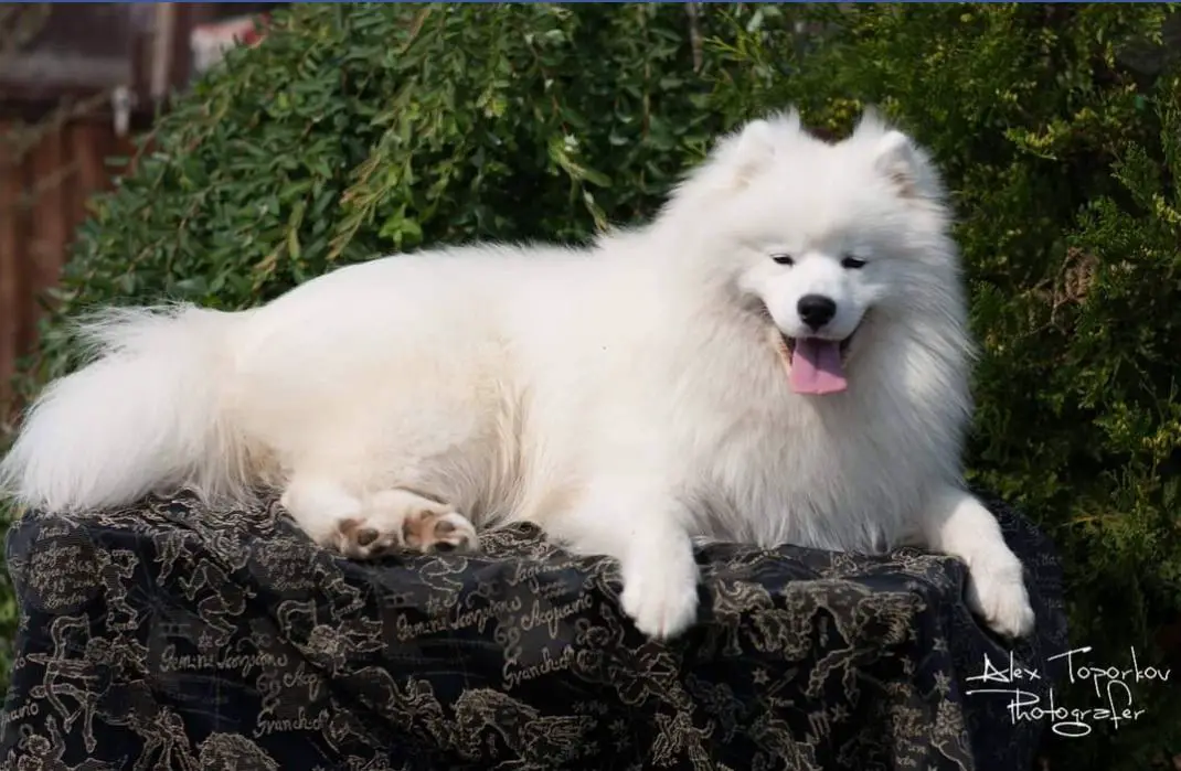 RUS JCH Dorian Spring Never Ending Happyness