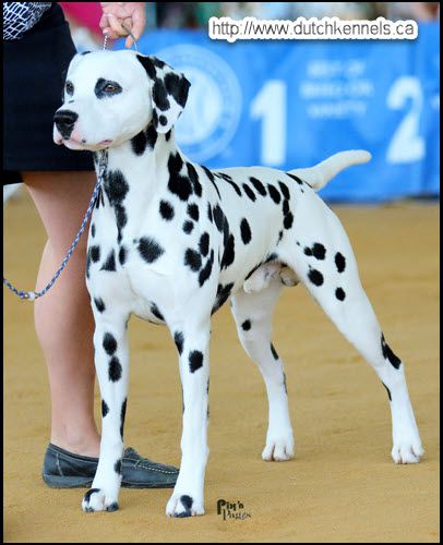 GCHB CH Onsengltje Secret Endeavour RN