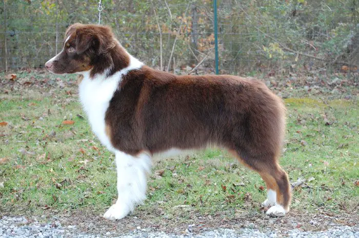 Ventura Vesper Leap of Faith