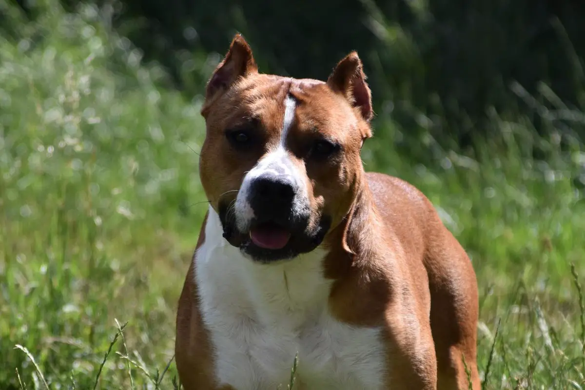 Lechis Ruff Rider's Come Back