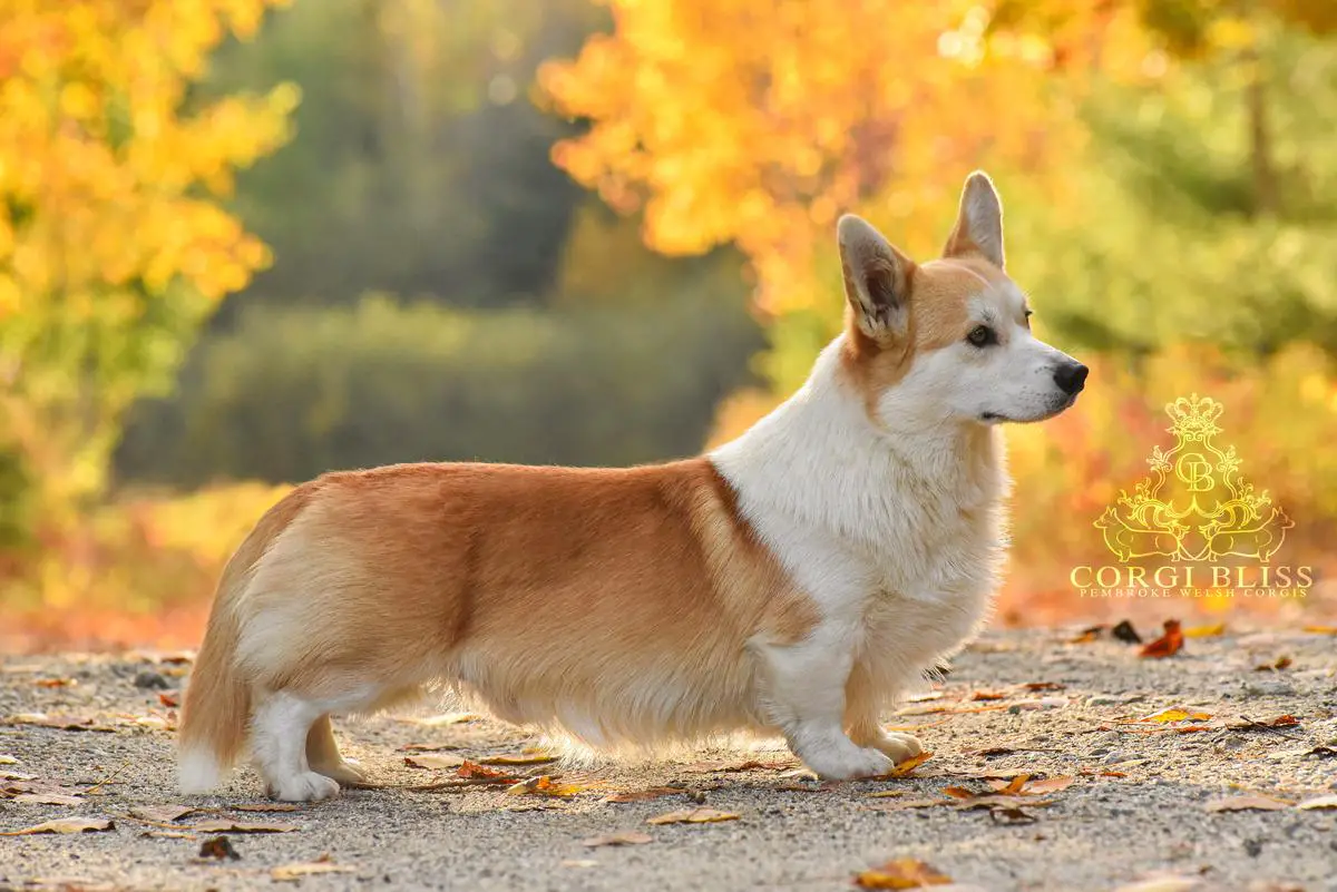 Corgi Bliss Hero's Song of Valhalla