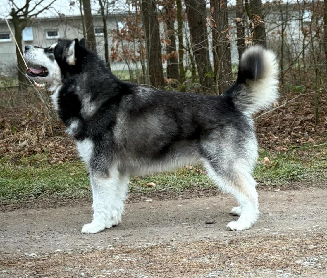 IT'S MY LIFE Malamute Sanctuary