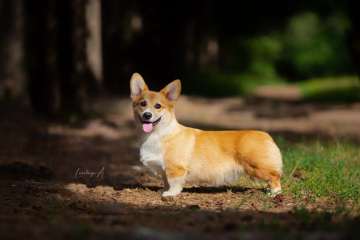 JunRusCh Almare Fea Nick Wilde n/b