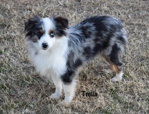 EchB Reynolds' Lil Trella