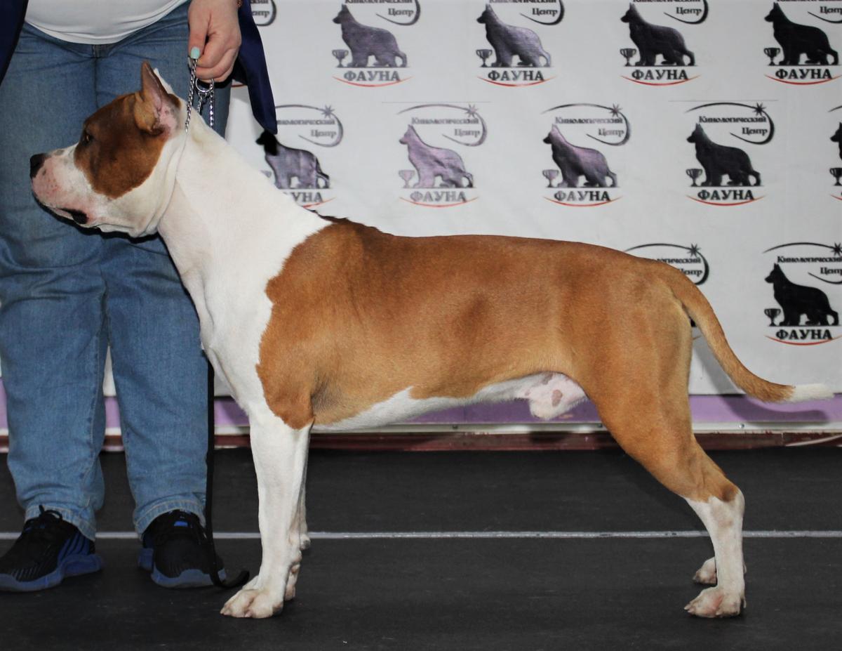 Far Lap Hardinnа Uard Geor Eberso