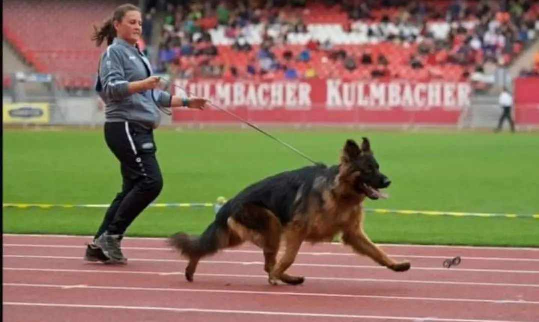 [SG16 BSZS] [SG1 PAK] Yello vom Billberg