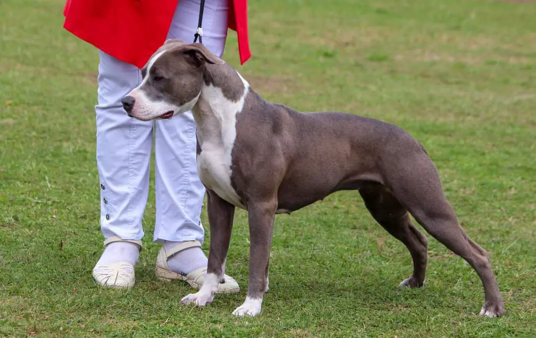 JCH LV GABRIELA LUISE ADMIRABLE