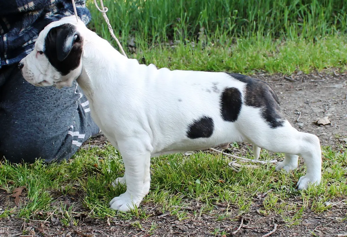 Moon Rock Landi's Pancho Villa