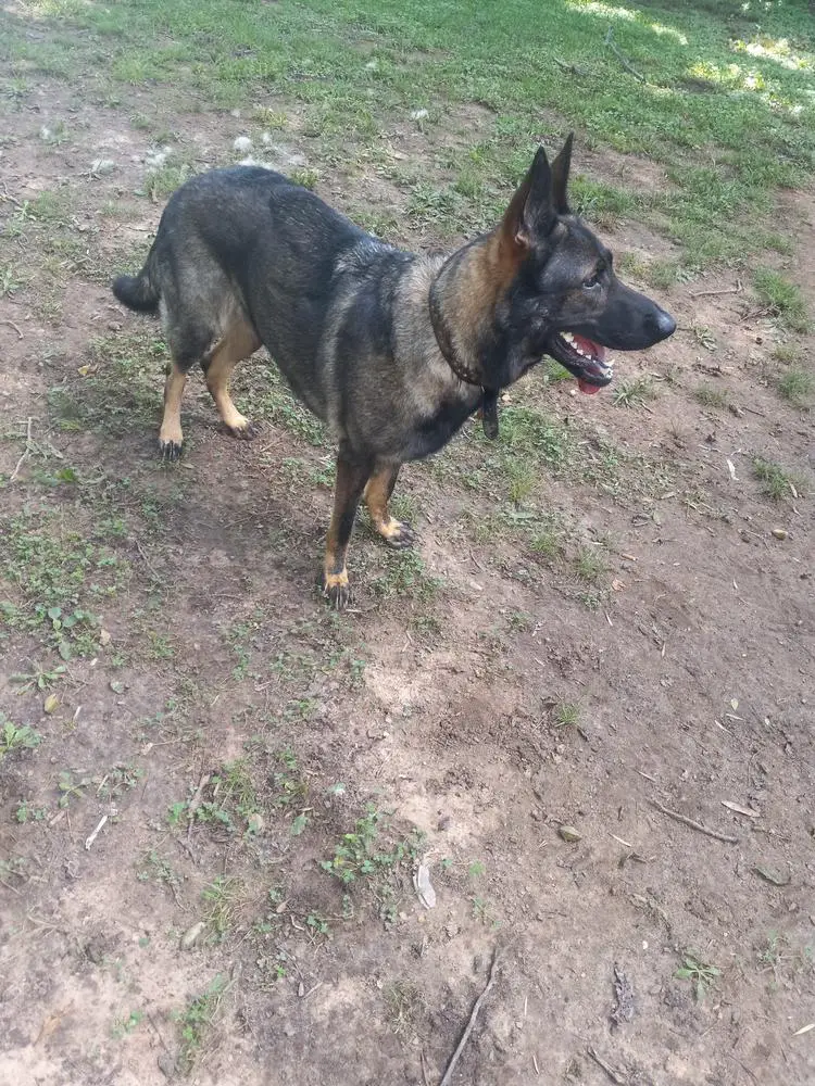 C Denahli Vom Blitzkrieg