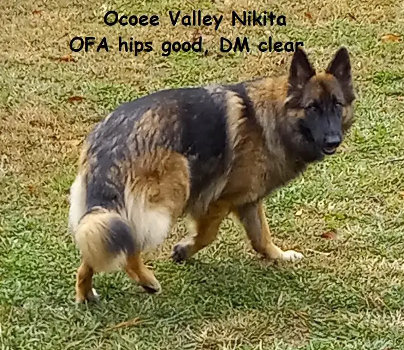 Ocoee Valley Nikita