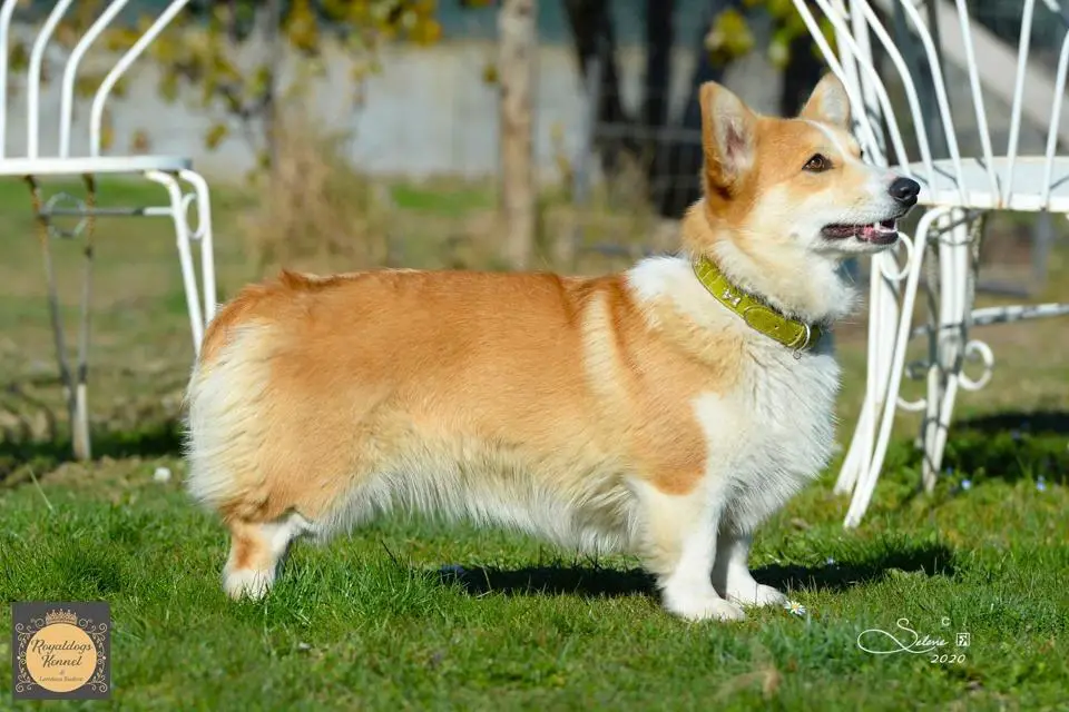 Royaldogs Kennel Moonlight