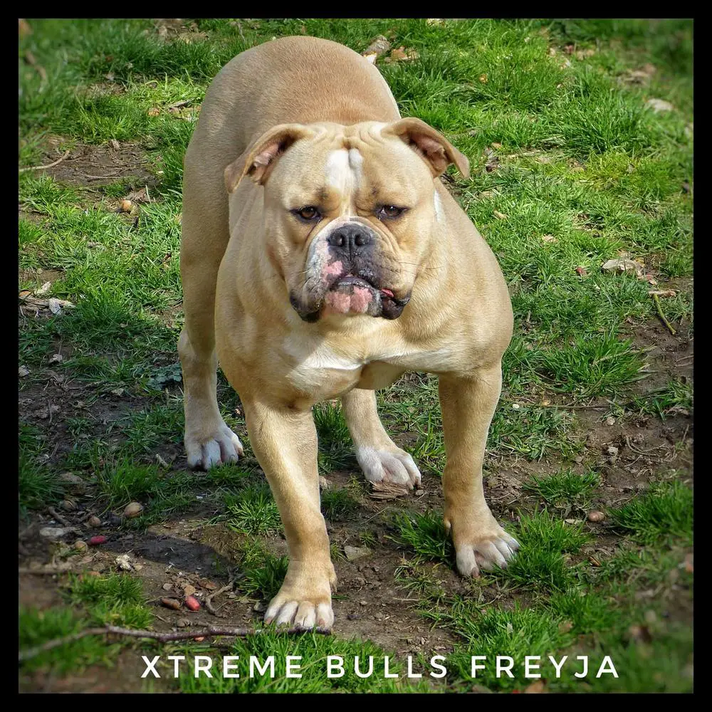 Xtreme Bulls Freyja