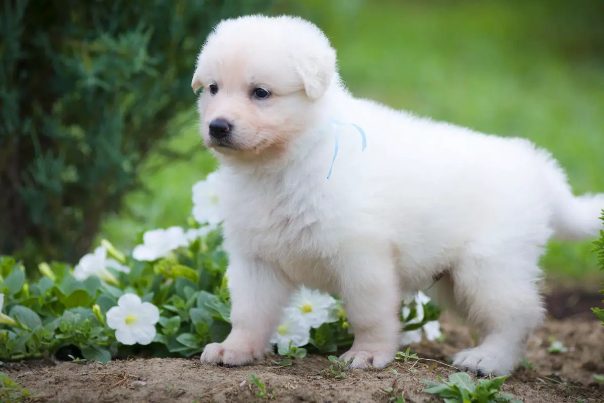 Present Perfect of Angelotti