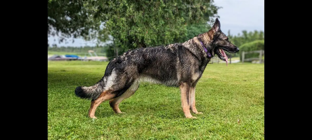 Arista Vom Kaizenhaus