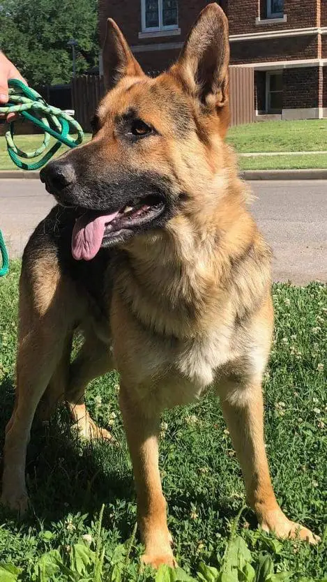 Dancing Yaks' Sir Smokin Scooter