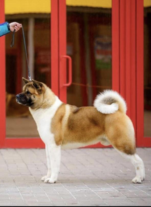 TOMO NO KIMI AMON RA