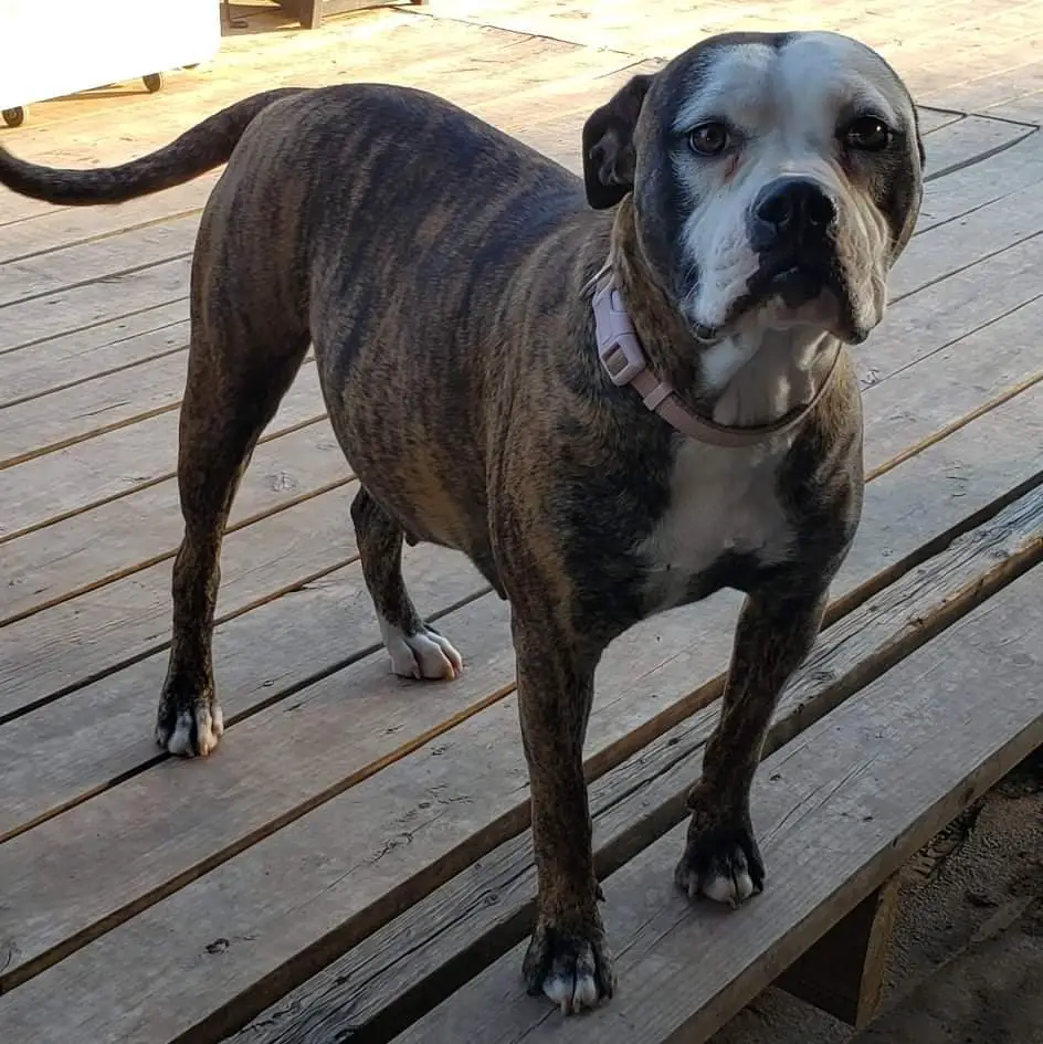 GRACIE LOU WILLIAMS
