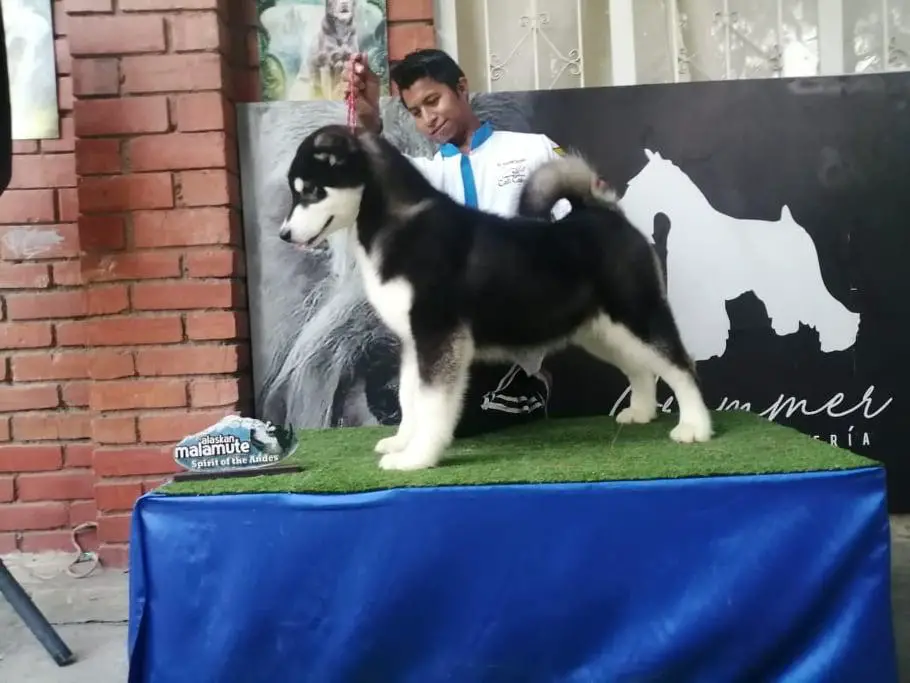 Emma Carbonell / Martinez