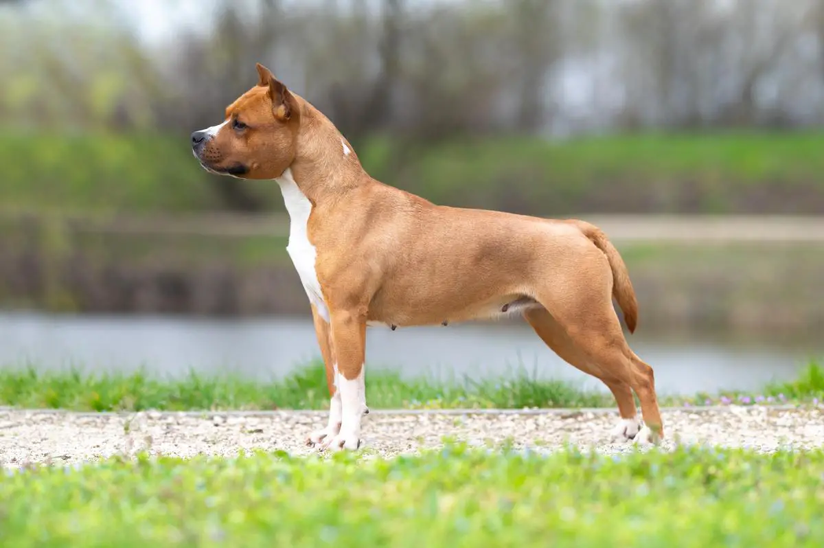 P.S. Honey from Power of Freedom