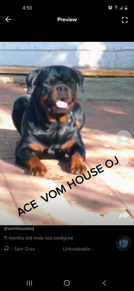 House of big hope Ace vom house oj