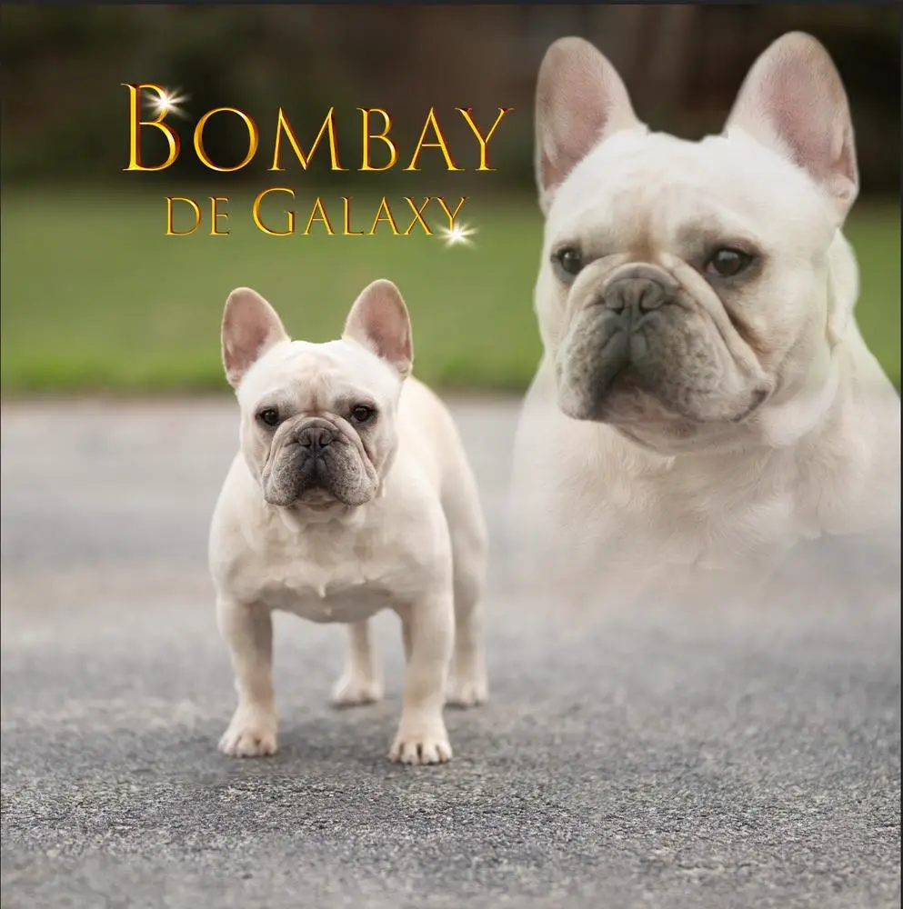Bombay de Galaxy