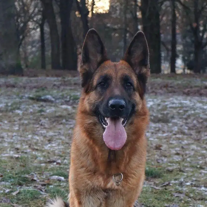 Adriatik Stars Arianna