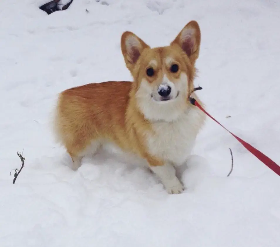 OLIMA IZ Ksaro Chestnaja Igra