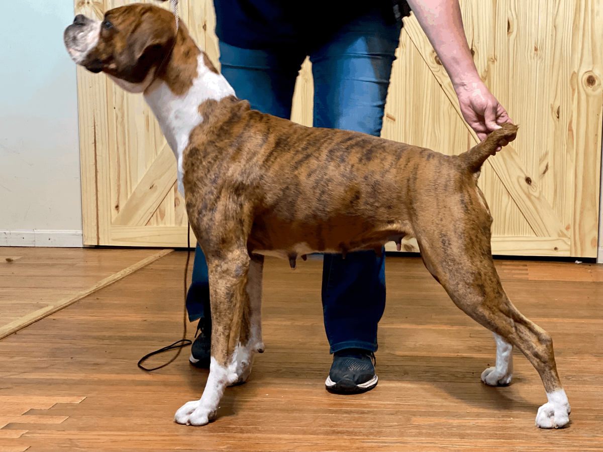 UCH Schaible's Ginger