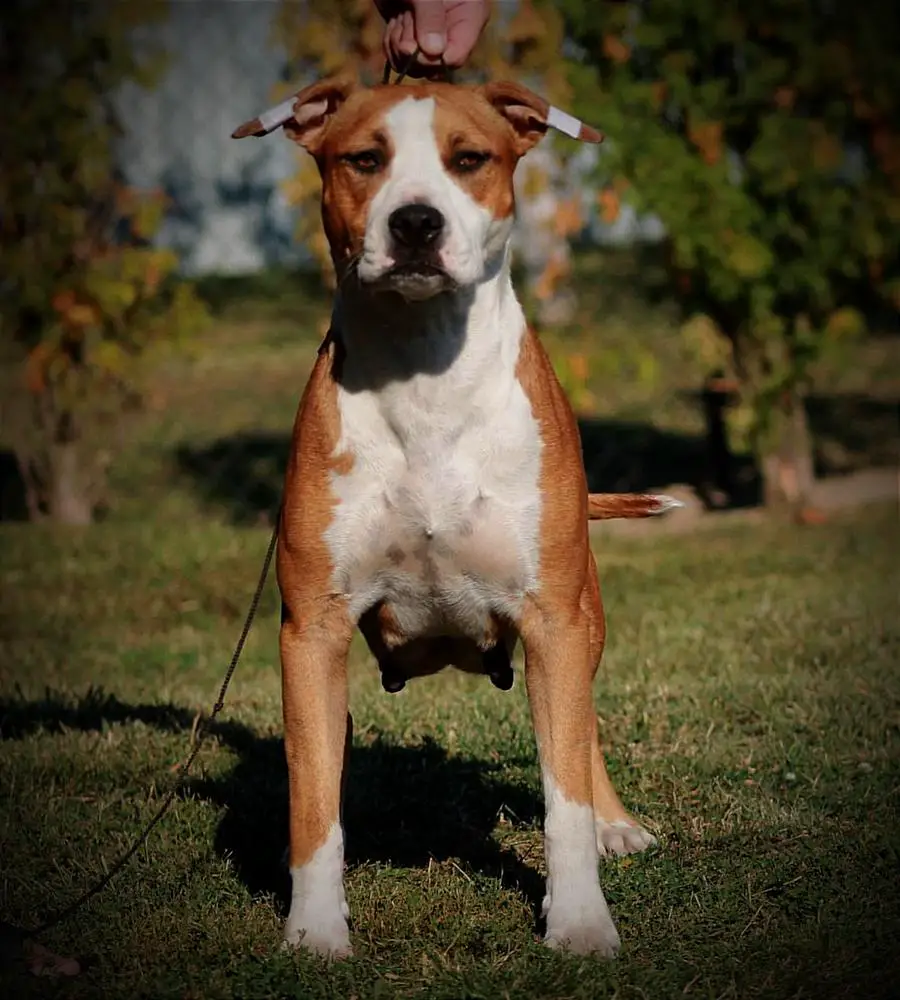 Feel Good Shining Field