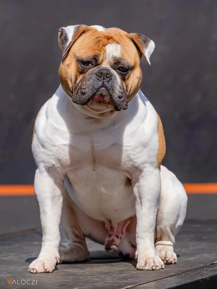 HPGW, HJCH, HCH, HGCH, HSCH Demoniac Team Pablo Escobar of Salvus Bulls