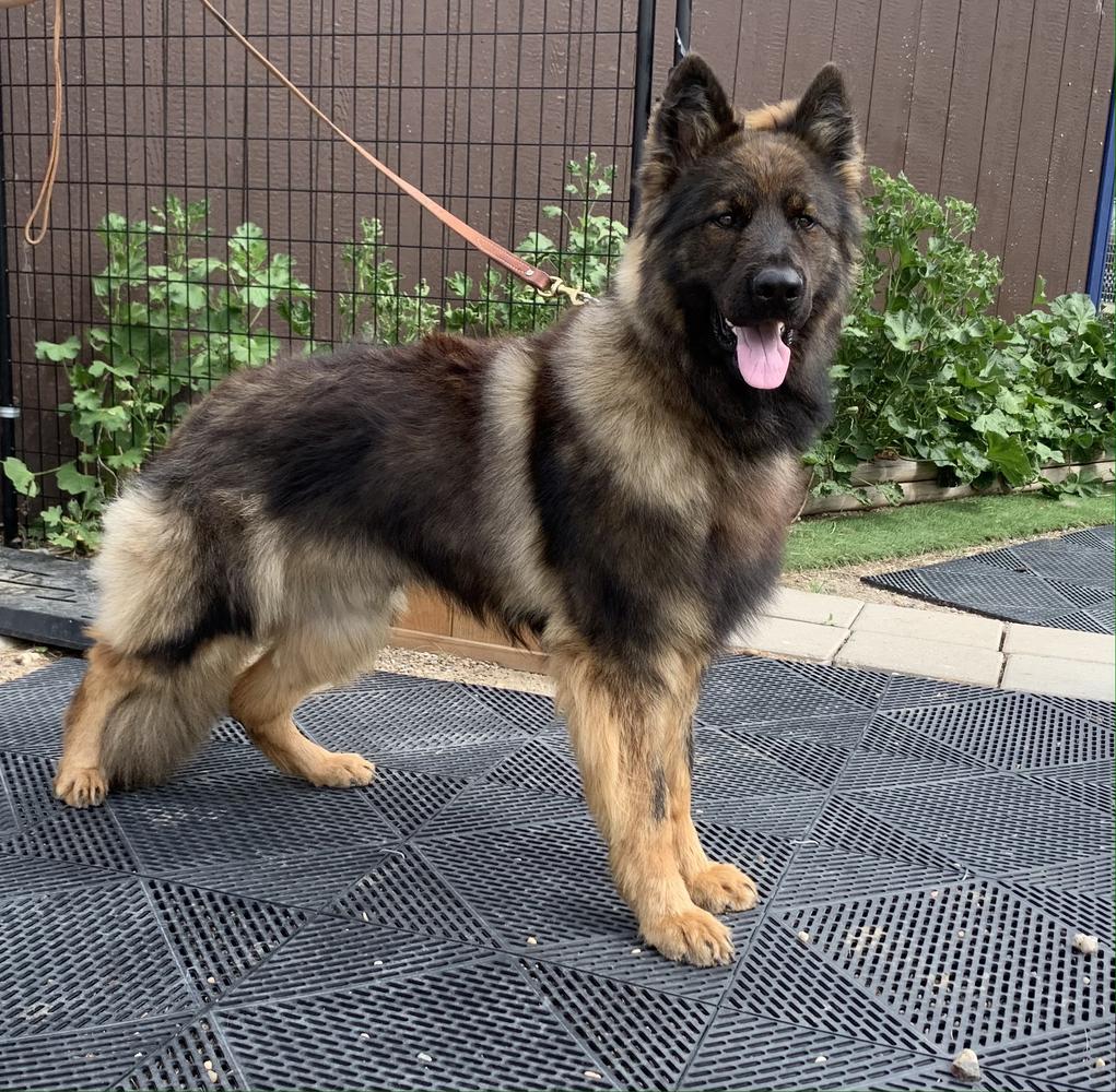 Spartan Vom Eisenbraun