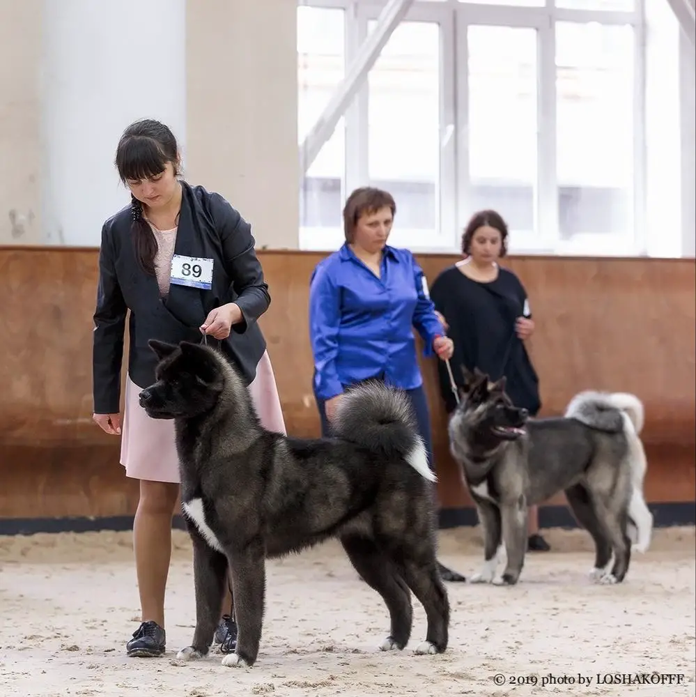 SOL FAVORITE LILIT BLACK DIAMOND