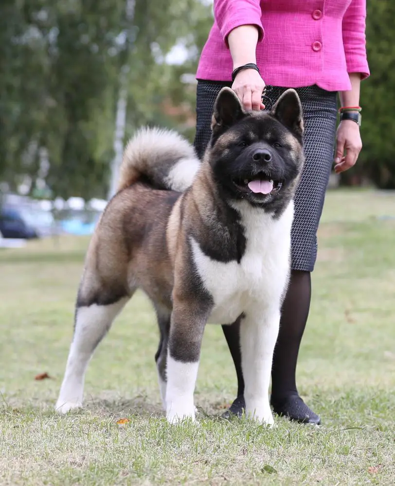 MAG DOGSTAR AVRORA TARA