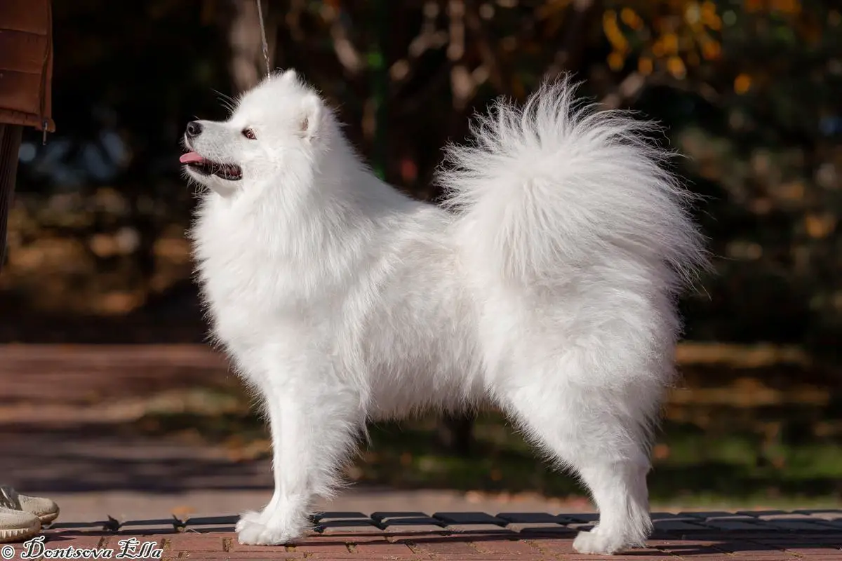JCH BY,BREED,GRAND,CH BY,BREED,GRAND WHITEGOLDTOP DAFNA