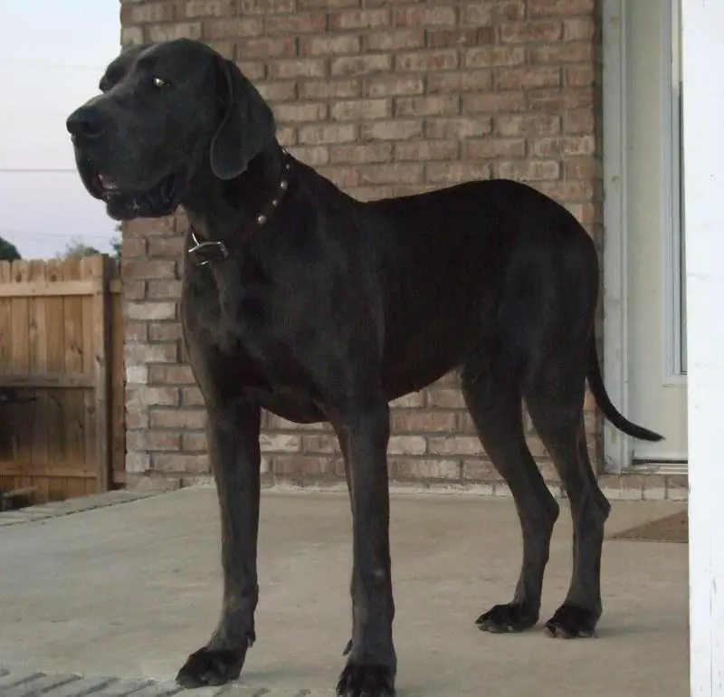 Bluespring's Noble Captain