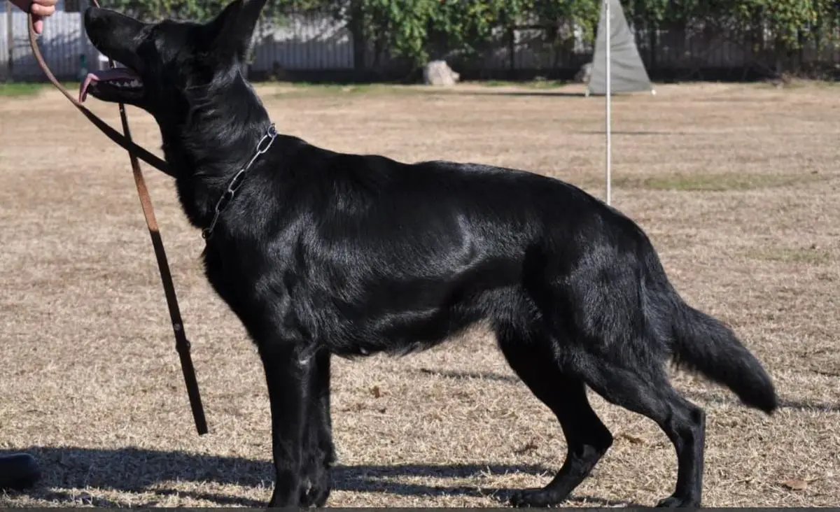 Carrie vom Friedrichsfelder Eck