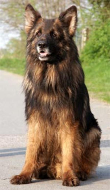 Kobolt von der Urbecke