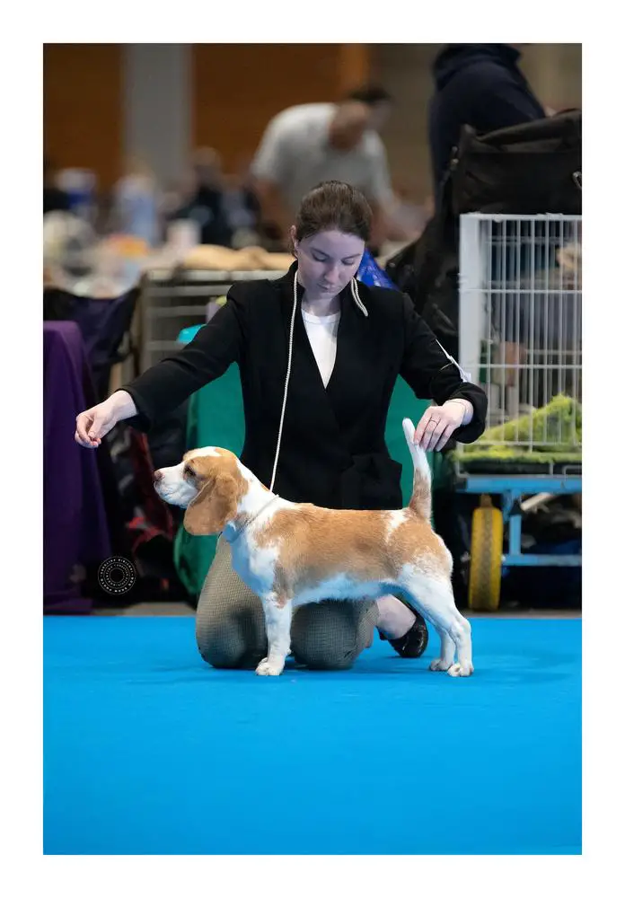 CIE, CH. GEO, AZE, ARM BEAGLE INN'S KIARA