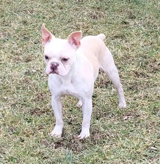 Bc's I Dream Of Genie