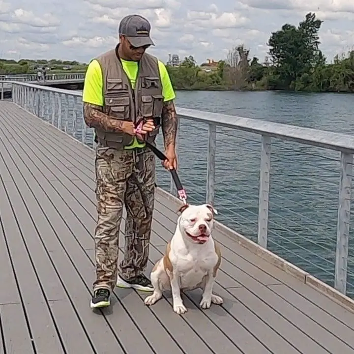 Ronneys Bulldogs Sasha of Vergara Bulls