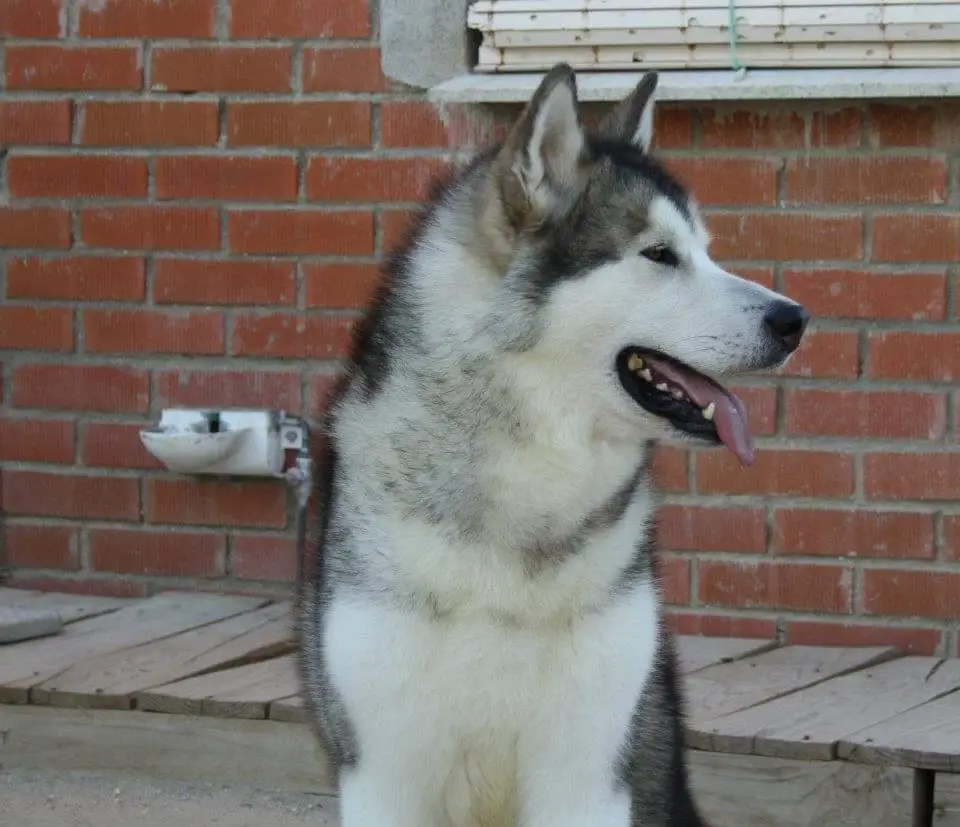 Zulem Josemitha my Love