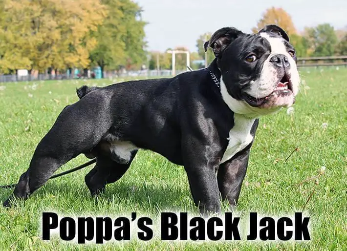 Poppa’s Black Jack