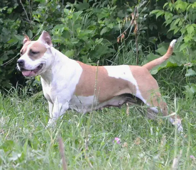 Ariya Imperiya Nochi