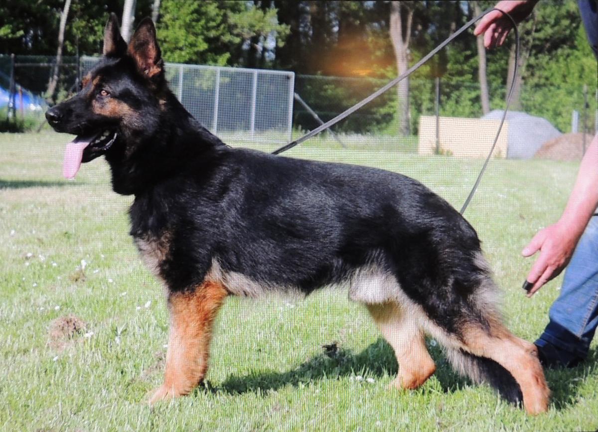 V IX vom Schmetterholz