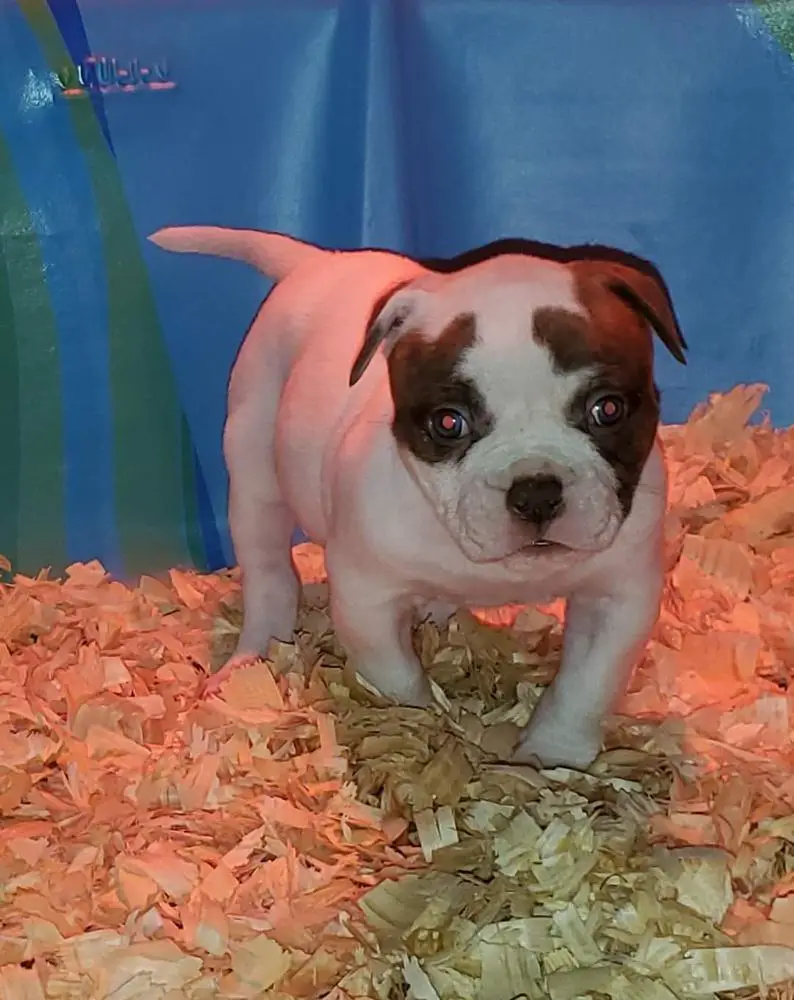 M.G.B’S Monae’ of Buff Bullies