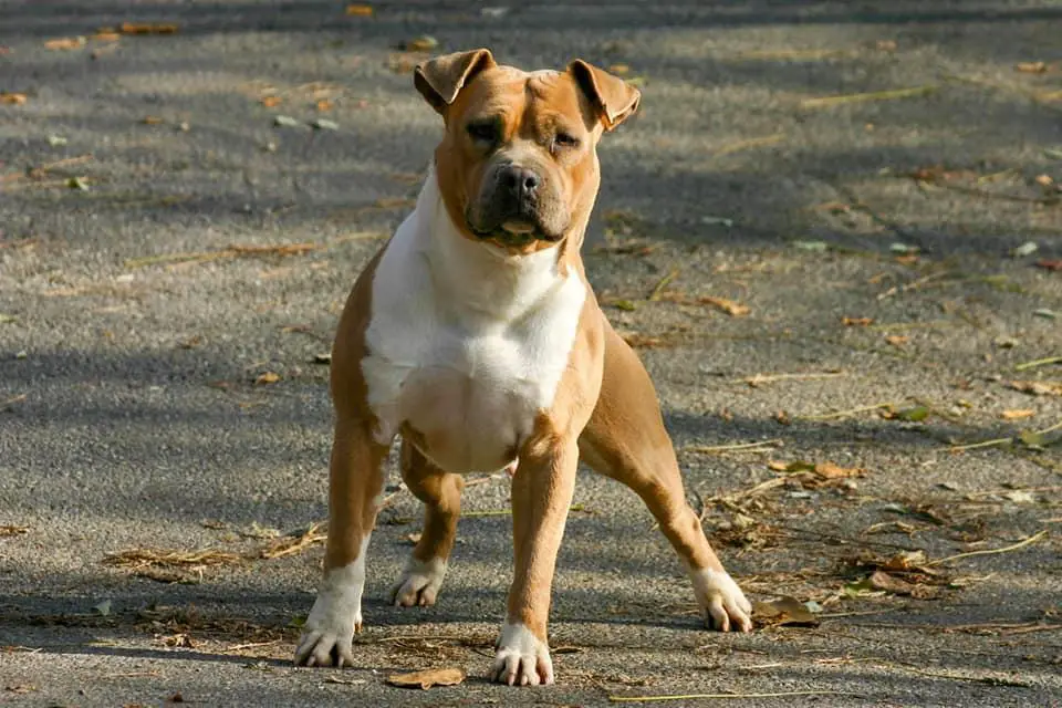 Allrobico's La Vie En Rose