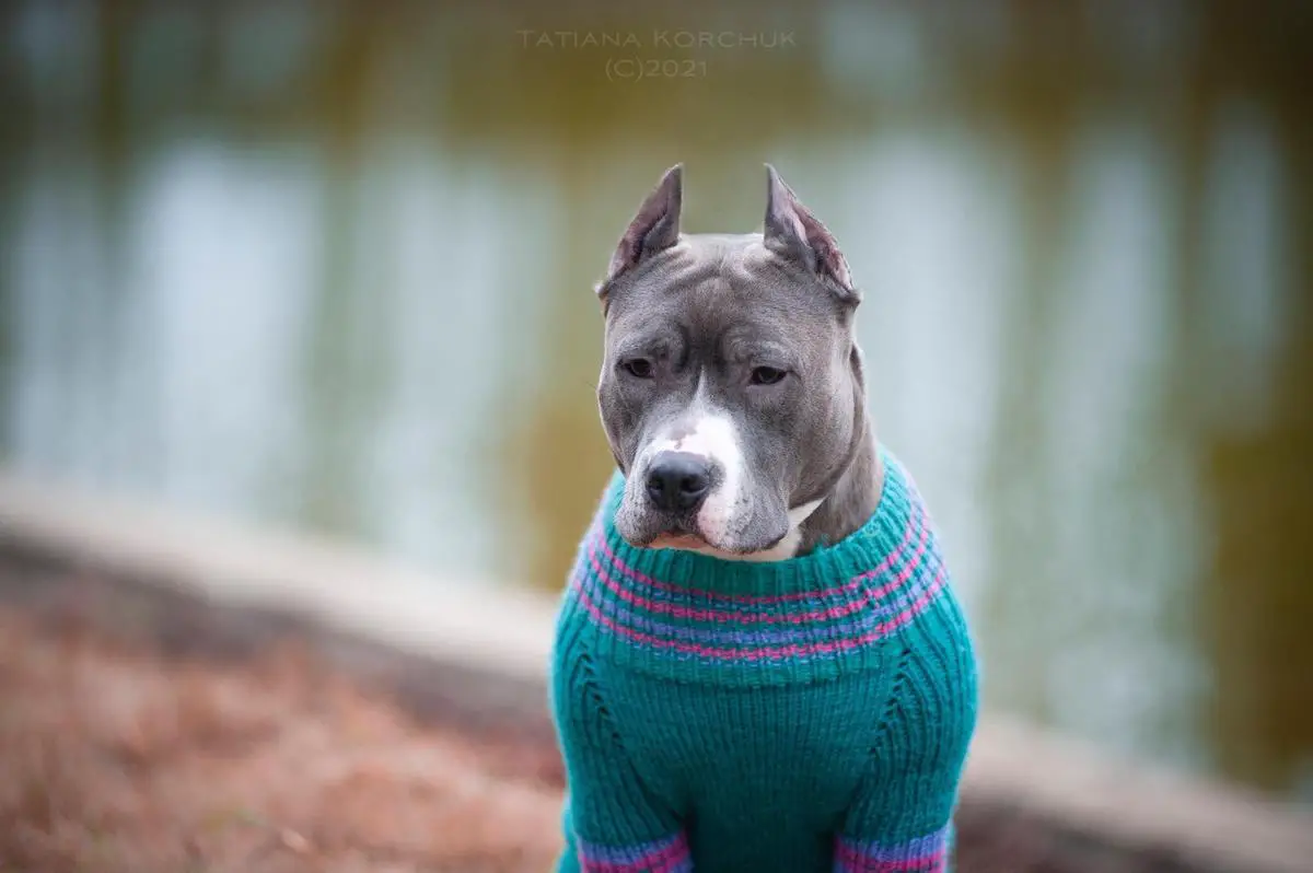 2хСАС, r. Cac, r. CACIB, CACIB, BOS, Best Female Brittany Baby Pure Ones