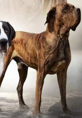 Iarius Of Island's Dream