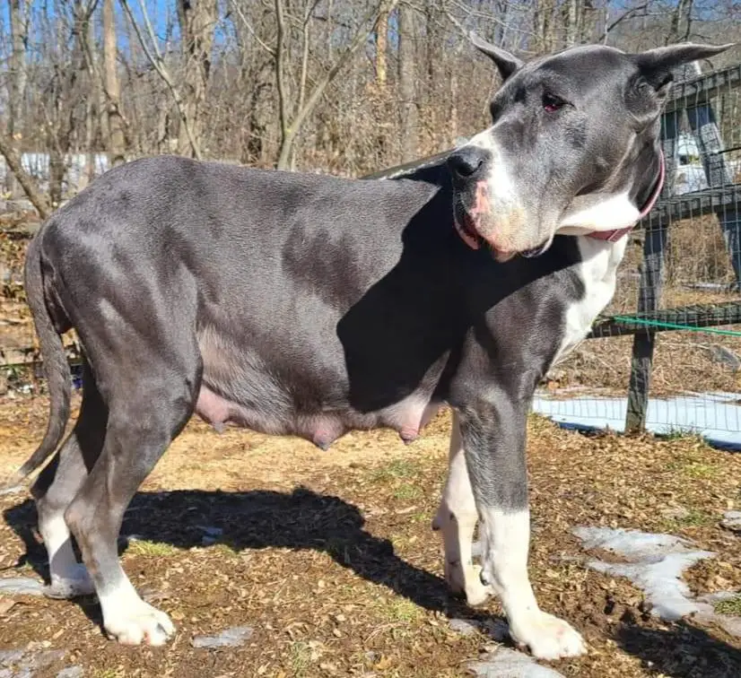 Starr Creek Blue Phoenix Of Karfarm